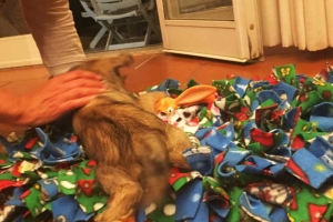 Snuffle Mat per i cuccioli 1