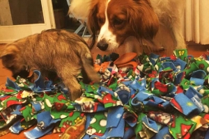 Snuffle Mat per i cuccioli 2