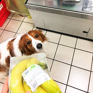 cane alla cassa del supermercato in FVG